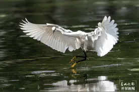 有一种叫云南的生活 | 洱海湿地白鹭捕鱼：动作丝滑，姿态优美图片