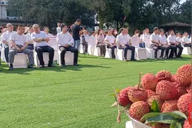 火山荔枝王为什么“火”（一）| 优种+技服+品控 火山荔枝王赢在品质的“秘密”图片