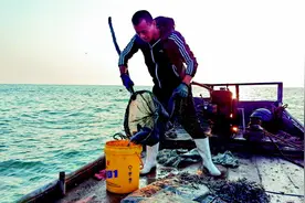 再见 最后一箱黑头鱼！渔民海边传统养殖黑头年入四五十万 养殖区收回后将转型寻找新出路图片