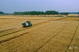 夏收现场  |  安徽：“三夏”农忙正当时图片