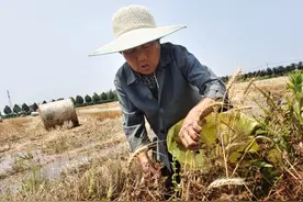 节约粮食，麦田地里拾穗老人图片