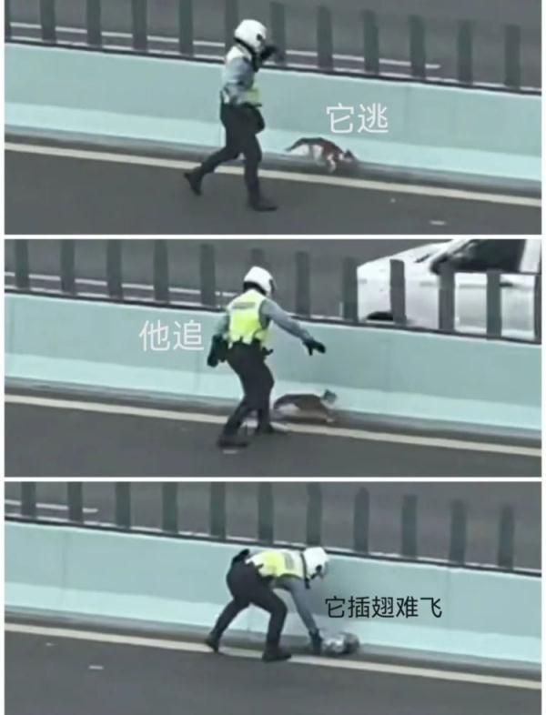一猫一警，为何直冲热搜？