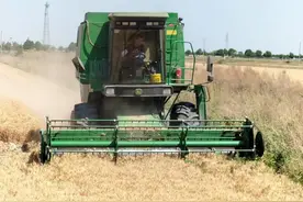 乡村振兴|从“白茫茫”到“金灿灿”——山东努力让盐碱地变身“丰收田”图片