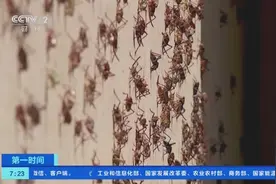 数百万只摩门蟋蟀！美国内华达州小镇遭蟋蟀“攻占”图片