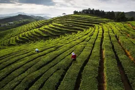 全国仅30个，温州泰顺凭三杯香入选，“真香”在哪？图片