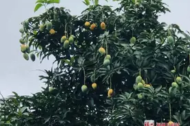 警惕！福州街头大量出现！千万别吃……图片