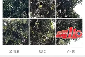 紧急提醒：福州又又又出现了！千万别碰！图片