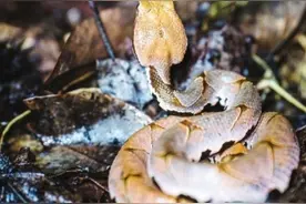 周末·湖湘地理丨走进湘西夜探两栖动物天堂图片