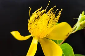 金丝桃花盛开，繁花似锦图片
