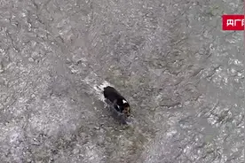 青海：棕熊闯入牧民家  警民合力驱赶回山林图片