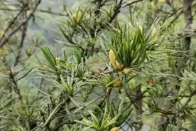 “植物大熊猫”银杉迎来新生图片