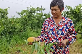 京山市钱场镇：“桃经济”助力农旅融合图片