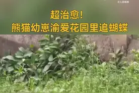 萌翻了！熊猫幼崽“渝爱”花园里追蝴蝶图片