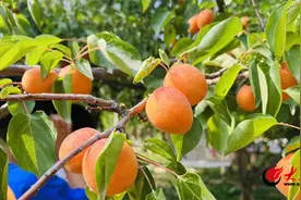 潍坊市奎文区实验幼儿园：有“杏”遇见，“果”然有趣图片