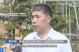 首批国产榴莲本月上市，金枕榴莲大降价！“10元3斤”不远了？专家预判价格区间……图片