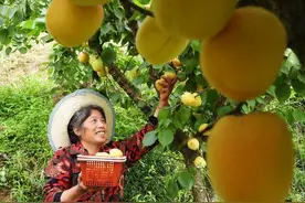 “端午吃个杏，到老没有病”VS“桃养人，杏伤人” 到底要听谁的话？图片