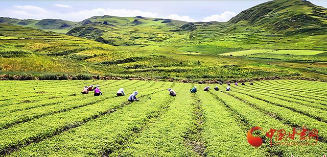 五宝茶和八宝茶骗局（宕昌理川电商赋能 助力乡村振兴）