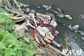 岸边惊现“骷髅头”，市民急忙报警……图片