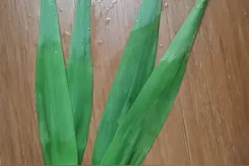 芦苇叶、箬竹叶、芒叶……你家乡包粽子用什么叶？图片