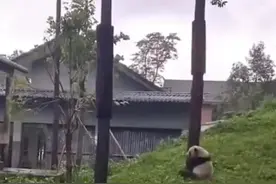 大熊猫爬树主打就是一个“快”字，网友：旁边树上还挂着一个图片