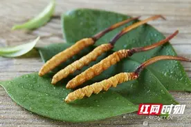 一根“草”种出百亿“软黄金”丨湖北宜都将虫草“野生变家种”图片