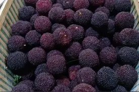 写点生活｜绿树阴浓夏日长图片