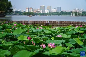 济南大明湖：夏日荷花始盛开图片