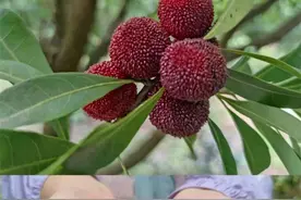 一口气吃2斤，男子紧急抢救！当下最火，但有些人要小心……图片