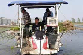 辽宁省完成春播 苗情较好图片