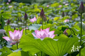 视觉｜盛夏寻芳 荷你相遇图片
