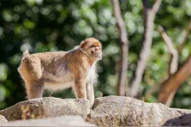 在线投票让观众决定虐猴形式？英媒起底跨国“虐猴”网络产业链图片