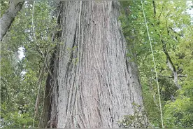 “树王”纪录刷新：寻找在西藏的“亚洲第一高树”图片
