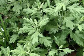 青未了|童年的端午节图片