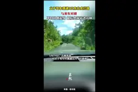 父子驾车偶遇5只东北虎拦路，与来车对视，不时卧倒起身，最后悠闲钻进山林图片