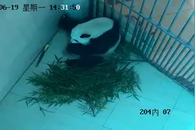 2023年熊猫中心首只熊猫宝宝出生图片