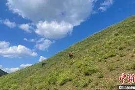 恒山脚下28万余亩黄芪花开富农路图片