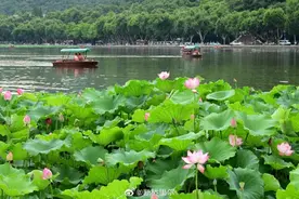 夏至与端午相连很难得 你准备吃碗什么面？图片