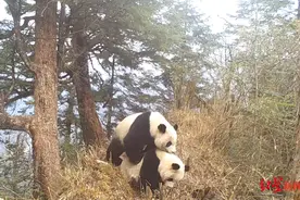 四川松潘拍到珍贵画面：野生大熊猫“情侣”亲热时，不远处还有“情敌”在张望图片