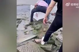 网传男子在太湖放生北美珍珠鳖，当地渔政部门：已介入调查图片