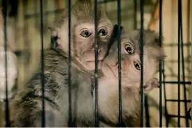 跨国虐猴团伙被曝光图片