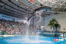 穿汉服入园送好礼 长沙海底世界开启“粽”夏汉服游园会图片