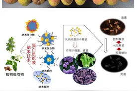 荔枝有望保鲜15天！广东开展荔枝保鲜科研攻关，延长保鲜时间5-7天图片