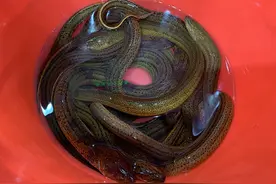 端午吃“五黄”，带你逛菜场选野生黄鳝图片