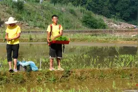 鹤城区：机械抛秧 助力农忙图片