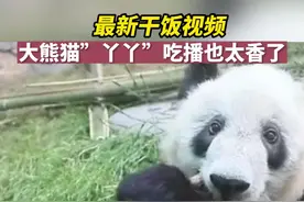 视频丨最新干饭视频！大熊猫”丫丫”吃播也太香了图片