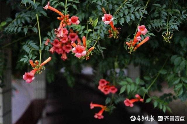 秋实‖夏日的傍晚
