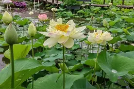 端午安康！《爱莲说》里爱的是莲花还是荷花？图片