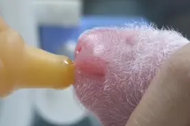 联播观察丨一只大熊猫降生需要过几关？图片