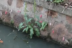 多地已出现！别触碰，严重或致人死亡！图片