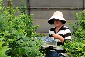 辽宁庄河：蓝莓喜变乡村振兴“致富果”图片